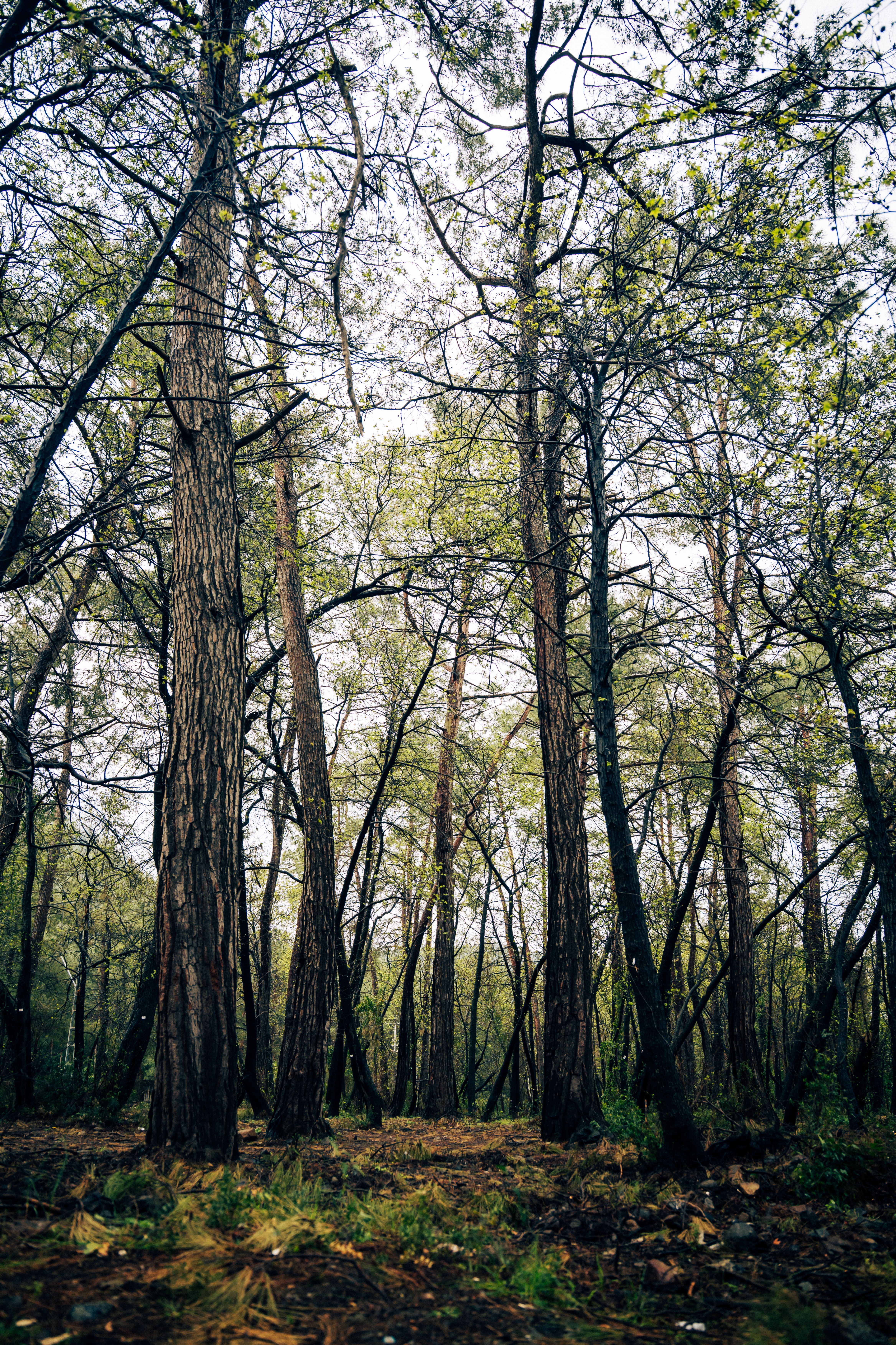Serene Forest Landscape with Tall Trees · Free Stock Photo