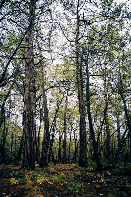 Free A tranquil forest scene with towering trees reaching skyward, showcasing nature's beauty. Stock Photo