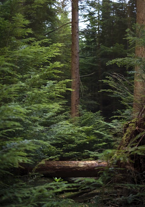 Free Green Trees on Forest Stock Photo