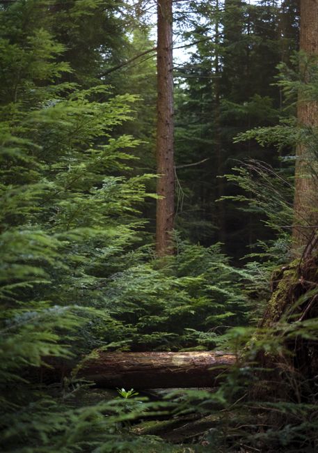 Serene view of lush evergreen forest with fallen tree in Northern Ireland.