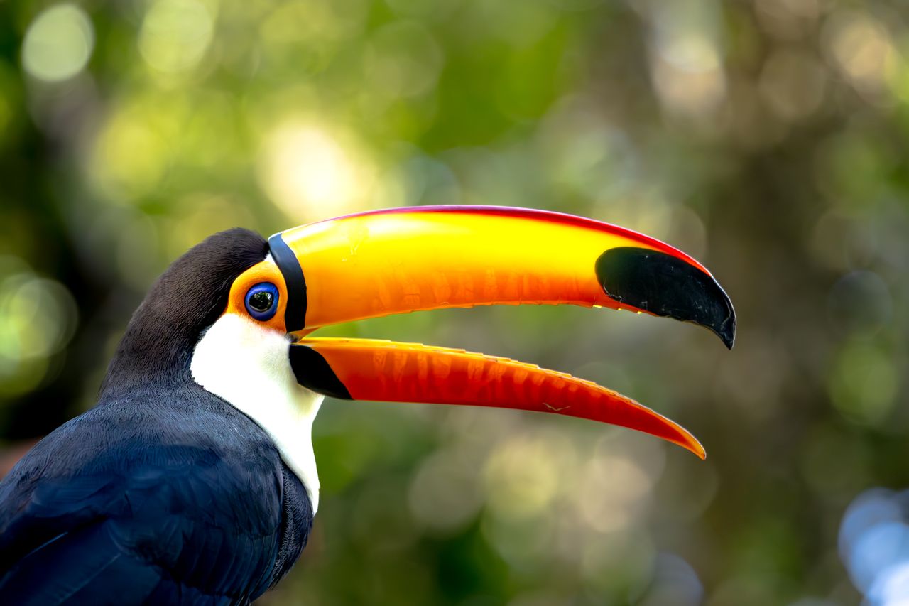 vibrant portrait of a toco toucan with its distinctive large beak in a