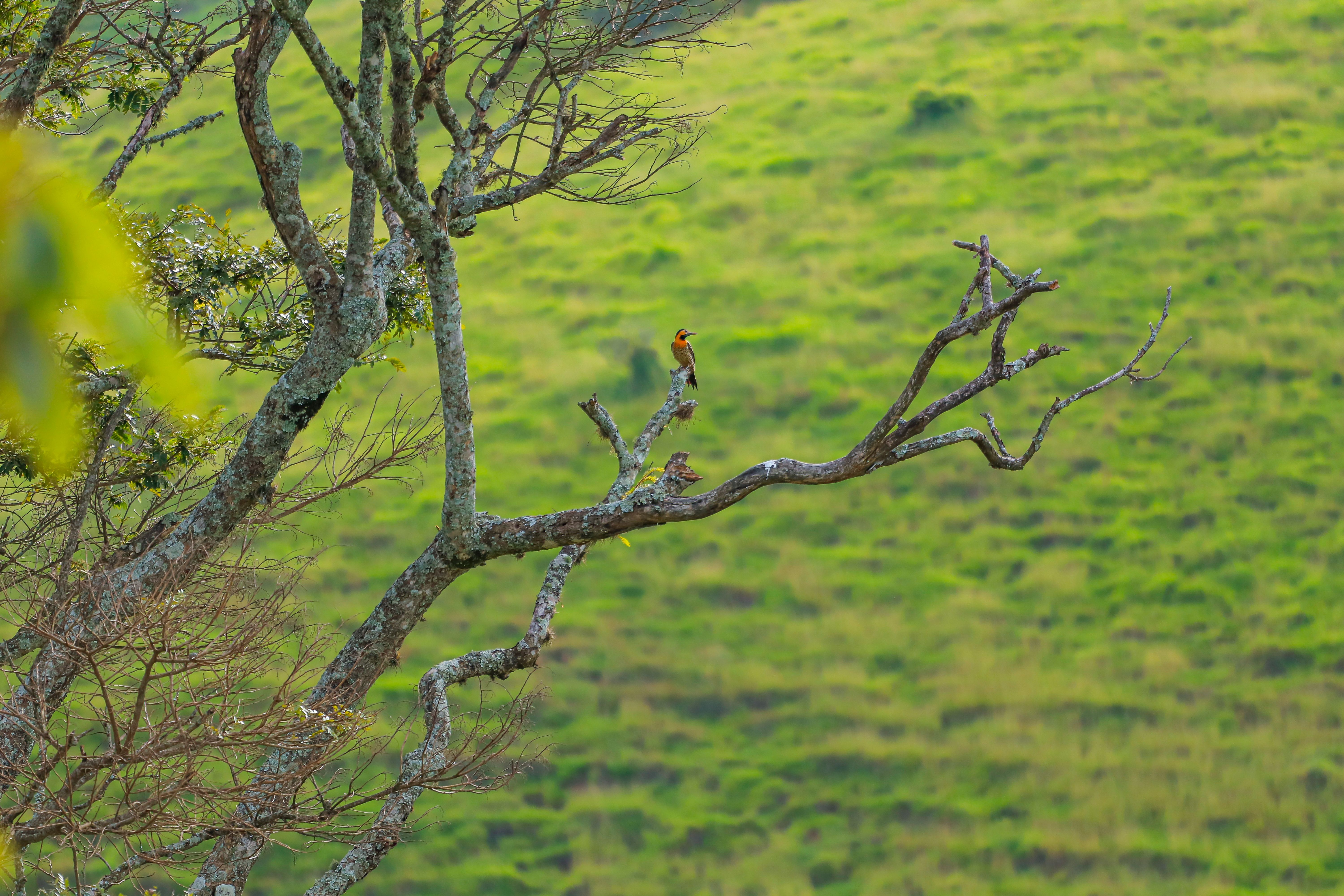 Colorful bird perched on a tree branch against a vibrant green field backdrop.