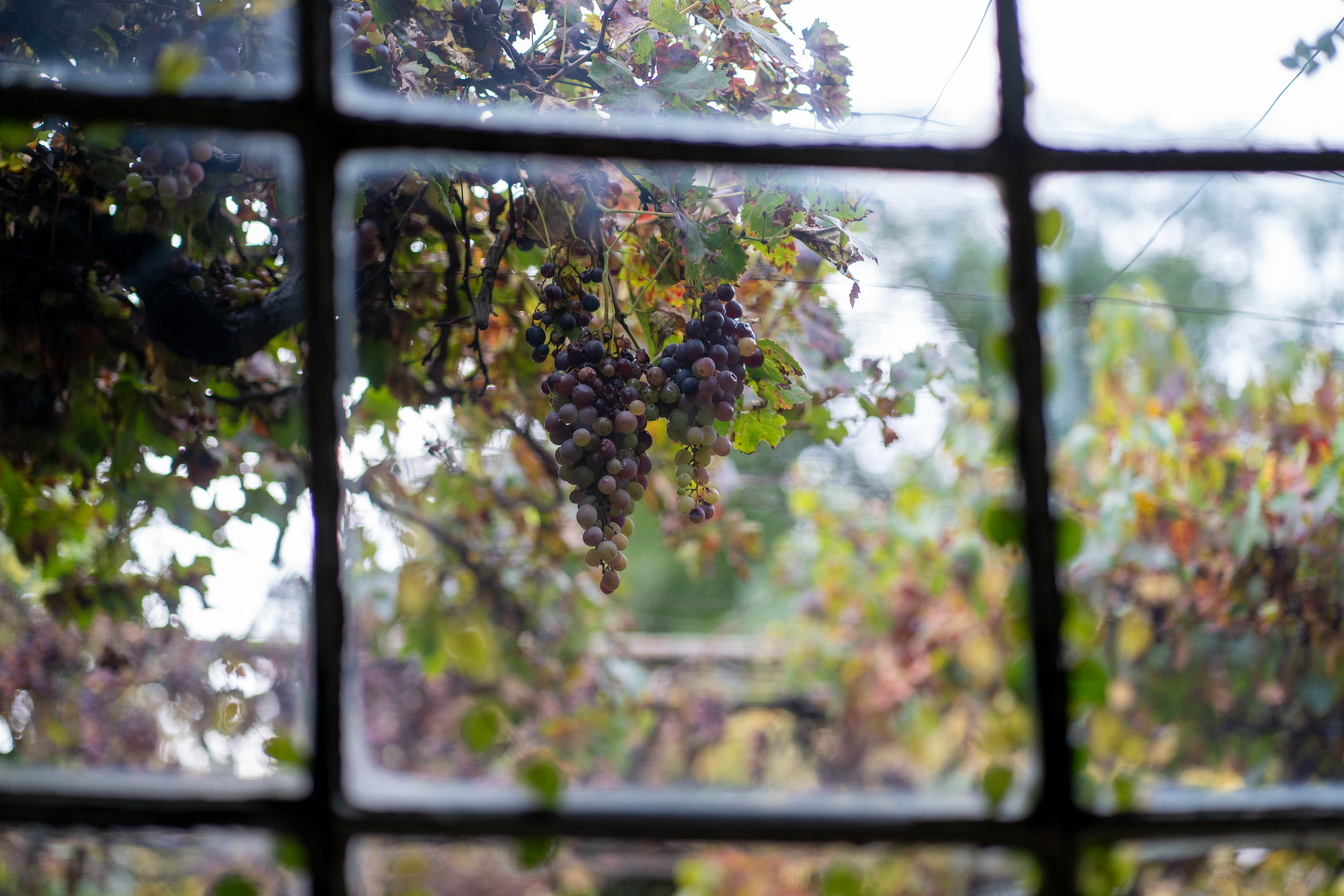 View of ripe grapevine cluster through an old glass window showcasing outdoor vineyard.