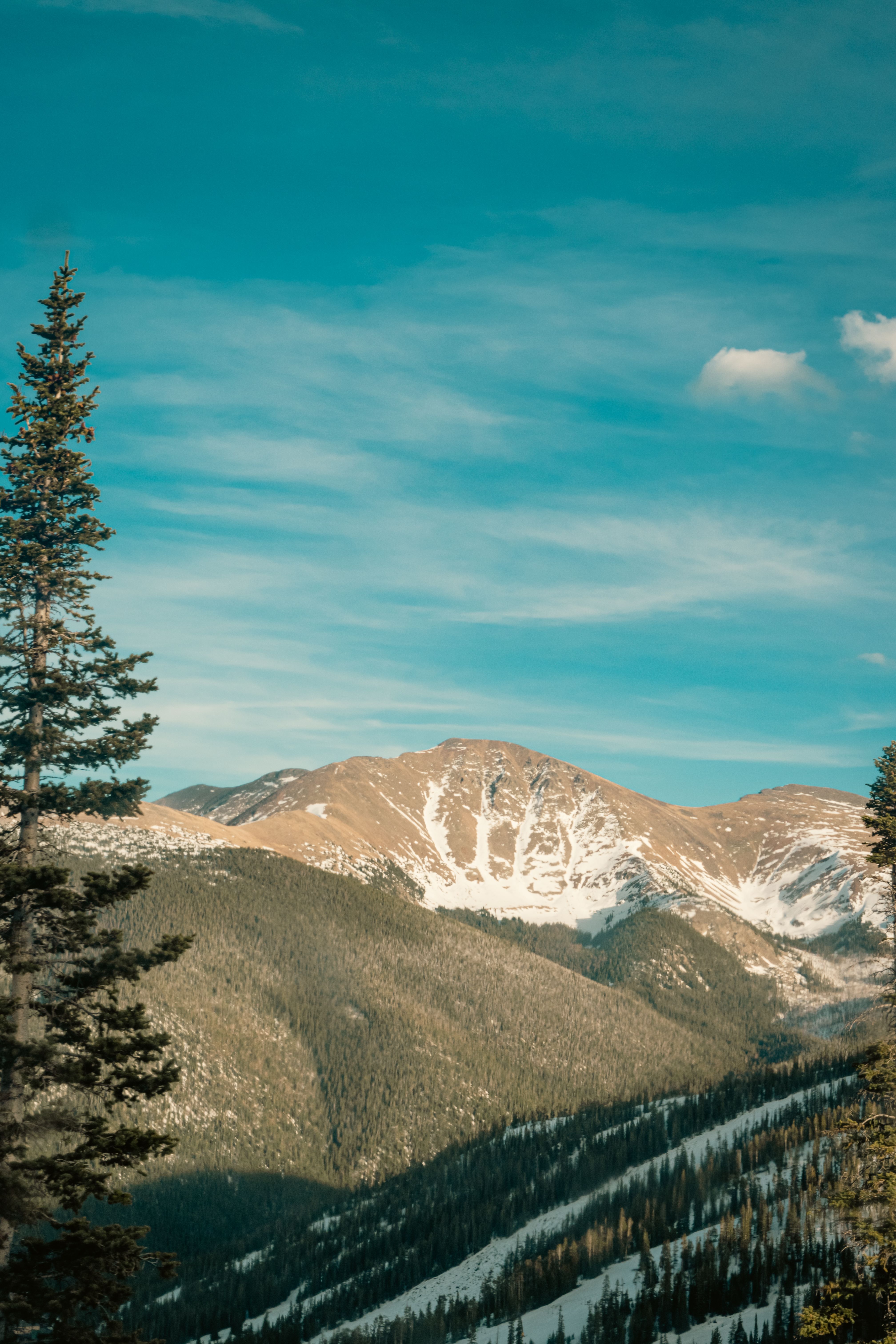 Breathtaking view of snowy mountains and pine trees under a clear blue sky.