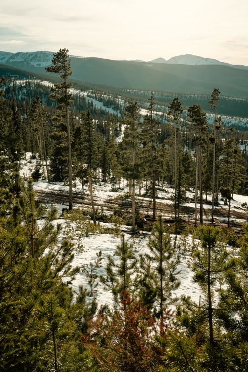 Free Tranquil snowy mountainous forest scene with tall pine trees and distant hills in winter sunlight. Stock Photo