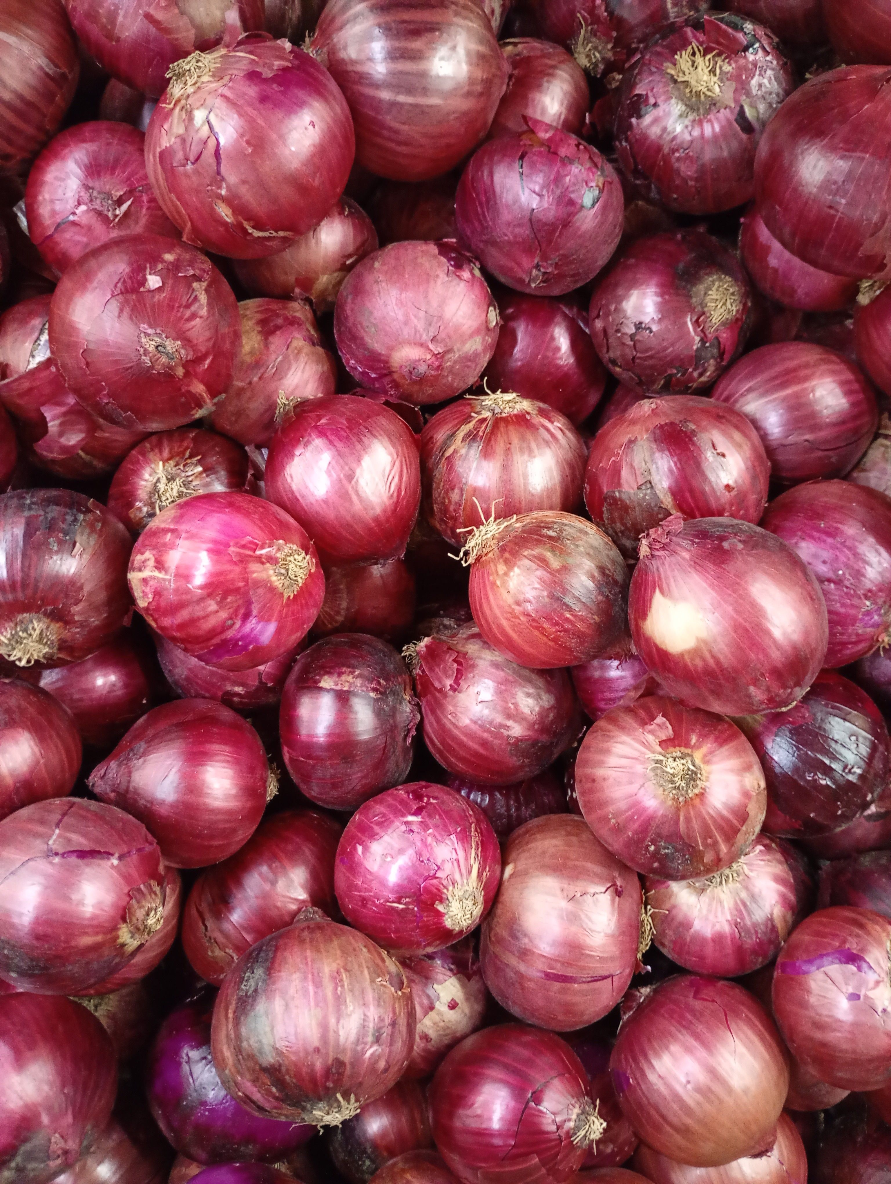 Export Quality Fresh Pink Onion