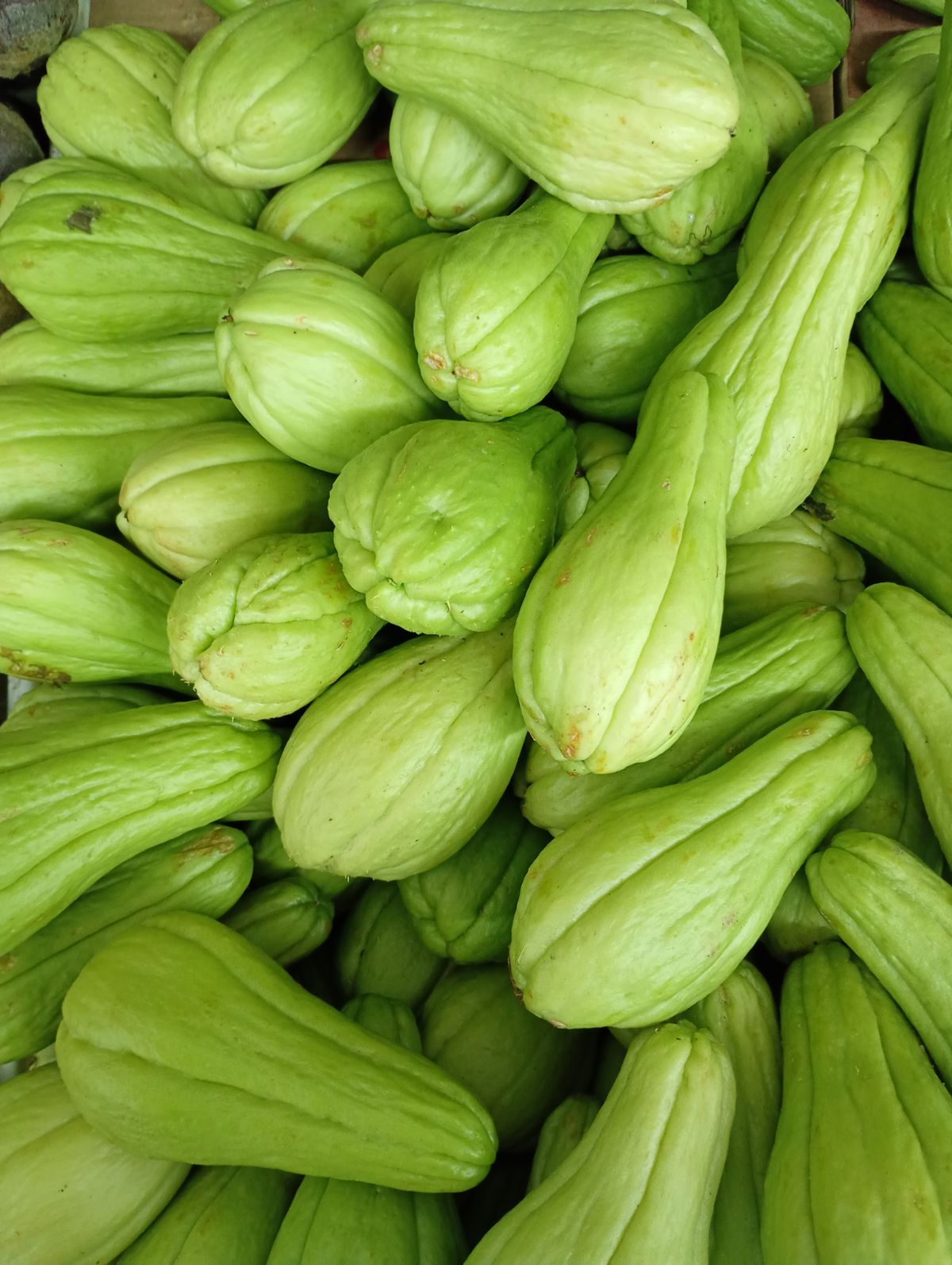 Chayote — wholesale produce supplier nationwide