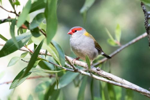 Free Close-up of a red-browed finch perched on a tree branch surrounded by green leaves. Stock Photo