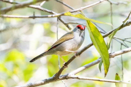 Free Close-up of a red-browed finch on a branch with green leaves, sunlit and vibrant. Stock Photo