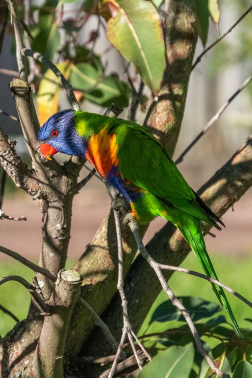 Free Colorful rainbow lorikeet with vivid plumage perched on a tree branch in daylight. Stock Photo
