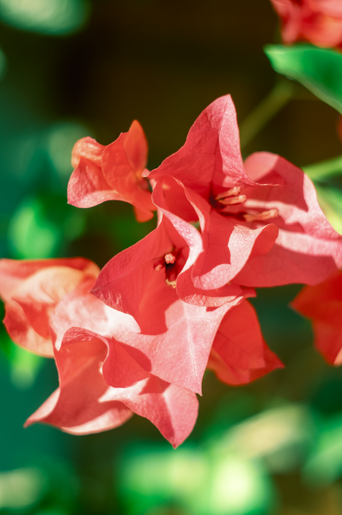 Free Bright red bougainvillea flowers in focused close-up with green leaves. Stock Photo