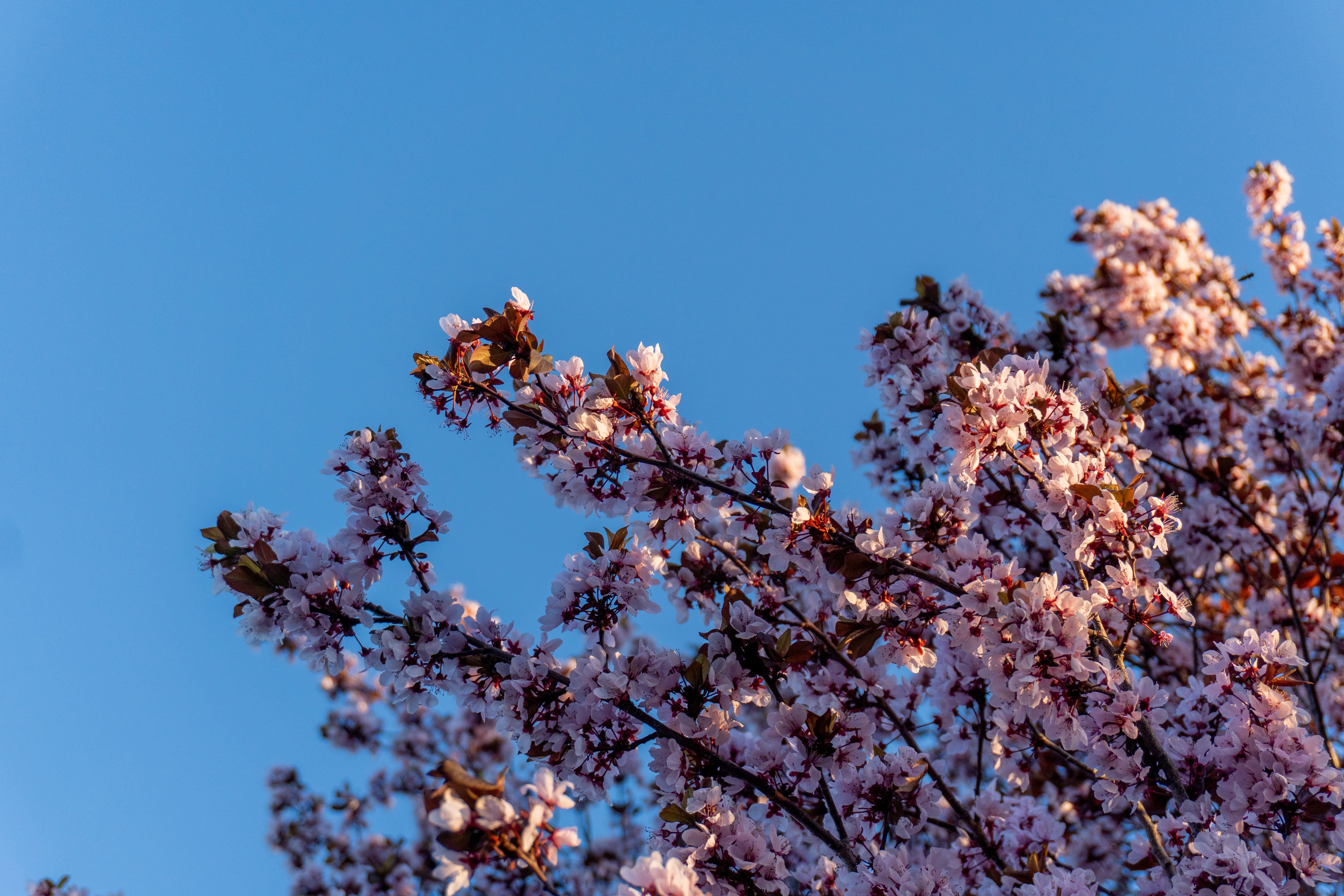 Beautiful Pink Cherry Blossoms Against Blue Sky · Free Stock Photo