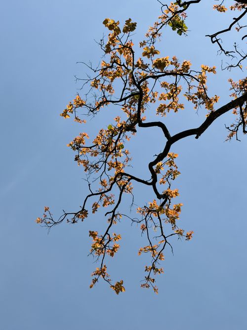 Free Artistic shot of a tree branch with blossoms set against a clear blue sky, capturing natural simplicity. Stock Photo