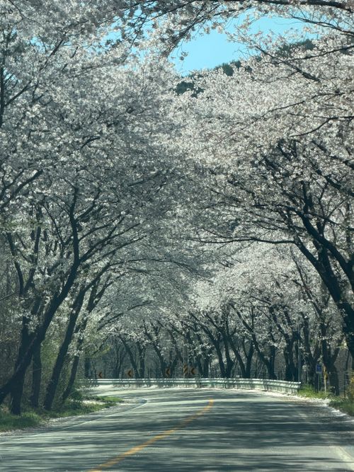 Free Enchanting cherry blossom trees arch over a winding road in Hadong, South Korea. Stock Photo