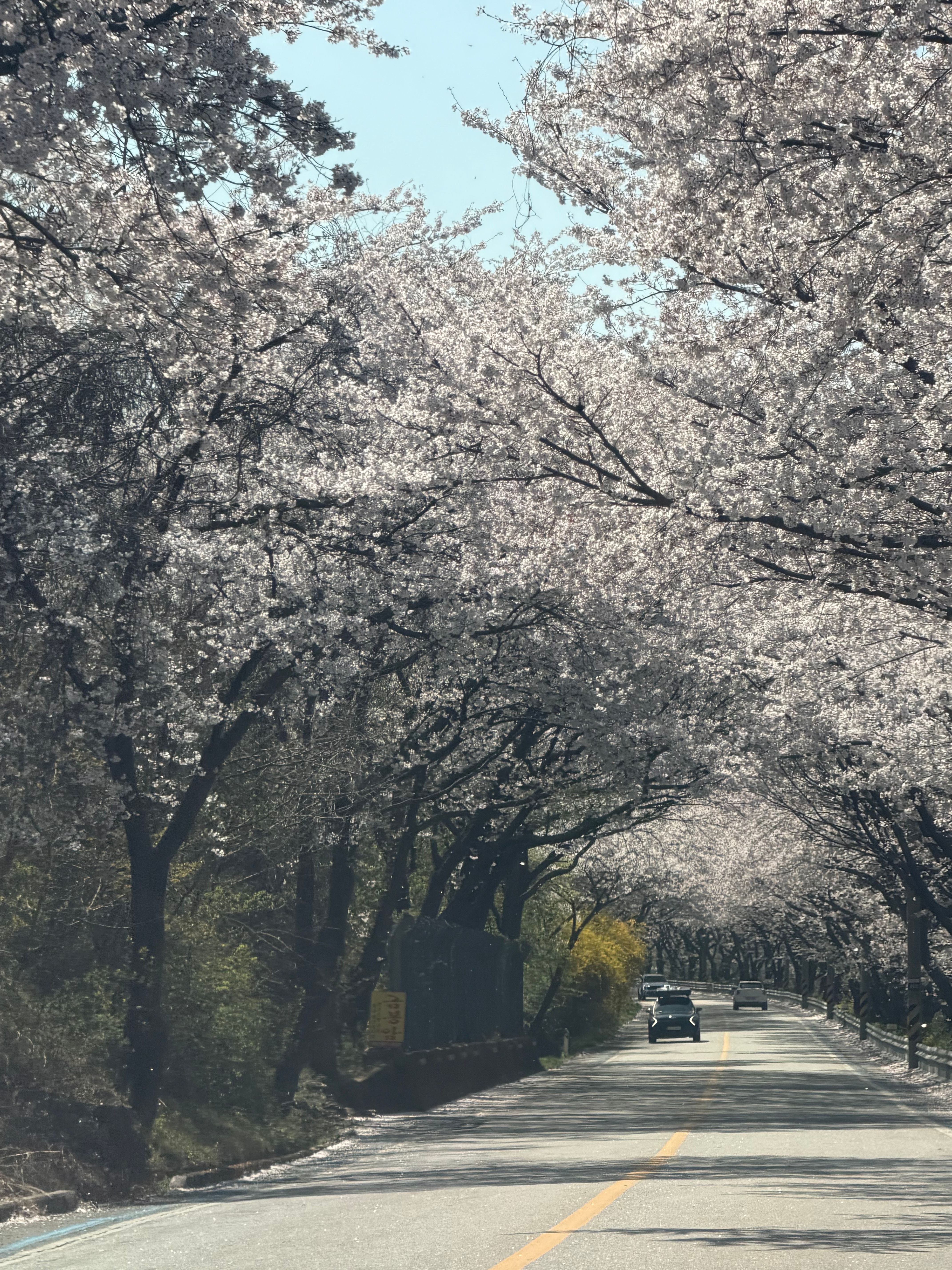 하동 쌍계사 십리벚꽃길