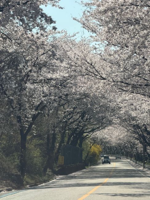 하동 쌍계사 십리벚꽃길