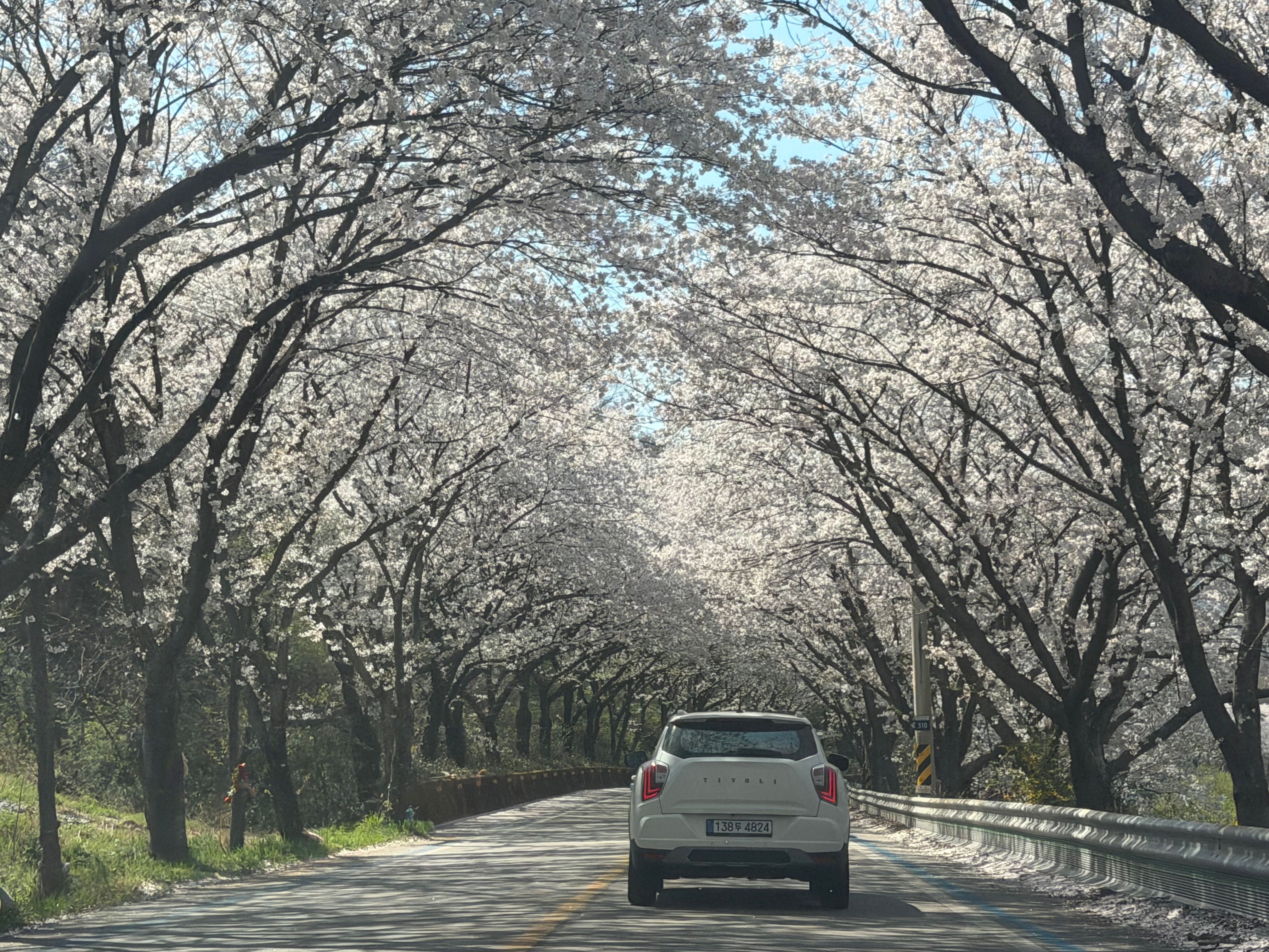 A serene drive beneath cherry blossoms in Hadong-gun, South Korea, capturing the beauty of spring.