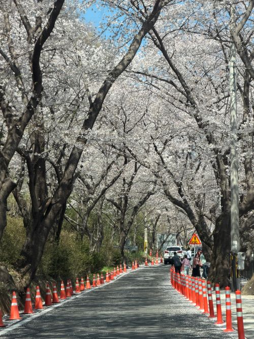 Free Idyllic road lined with cherry blossoms in Hadong-gun, capturing spring beauty. Stock Photo