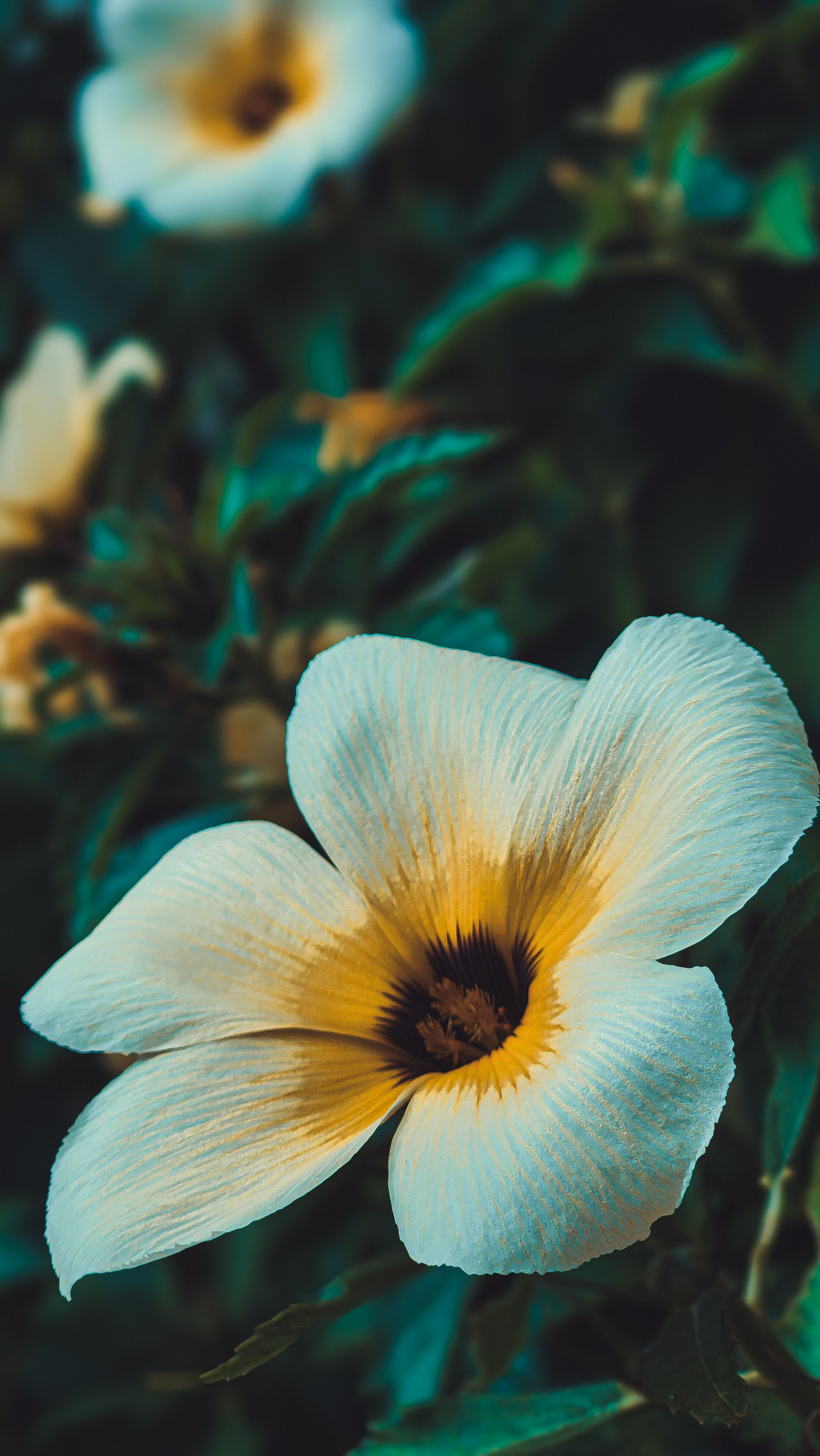 300-000-best-flower-wallpaper-photos-100-free-download-pexels