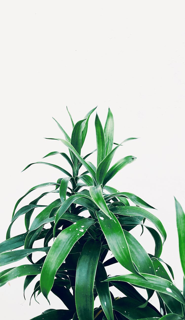 Photo Of A Green Plant In A White Background