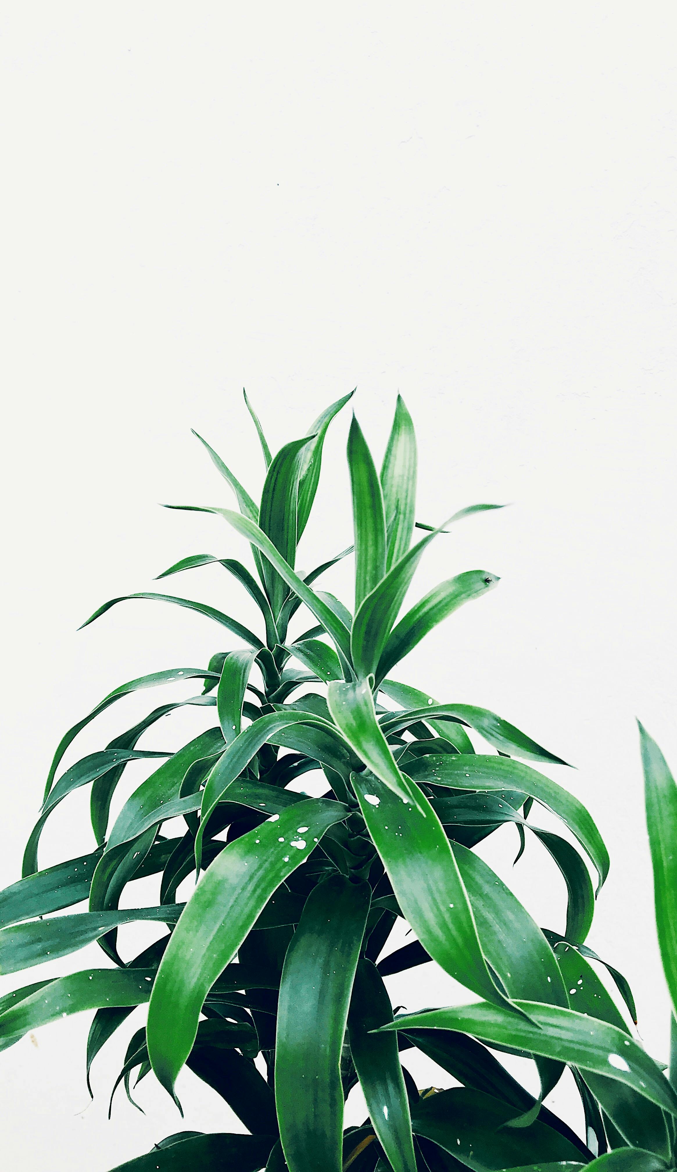 Photo of a Green Plant In a White Background · Free Stock