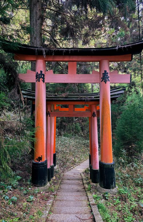 Free A peaceful scene of traditional torii gates in a lush Japanese forest pathway. Stock Photo