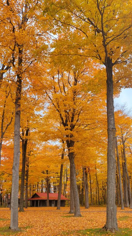 Scenic Autumn Forest with Vibrant Foliage · Free Stock Photo
