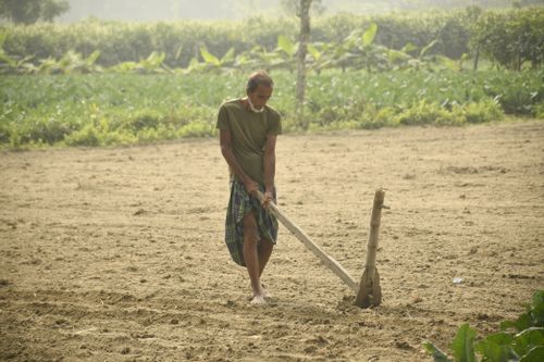 Free A farmer in Rangpur, Bangladesh, uses traditional methods for field cultivation. Stock Photo