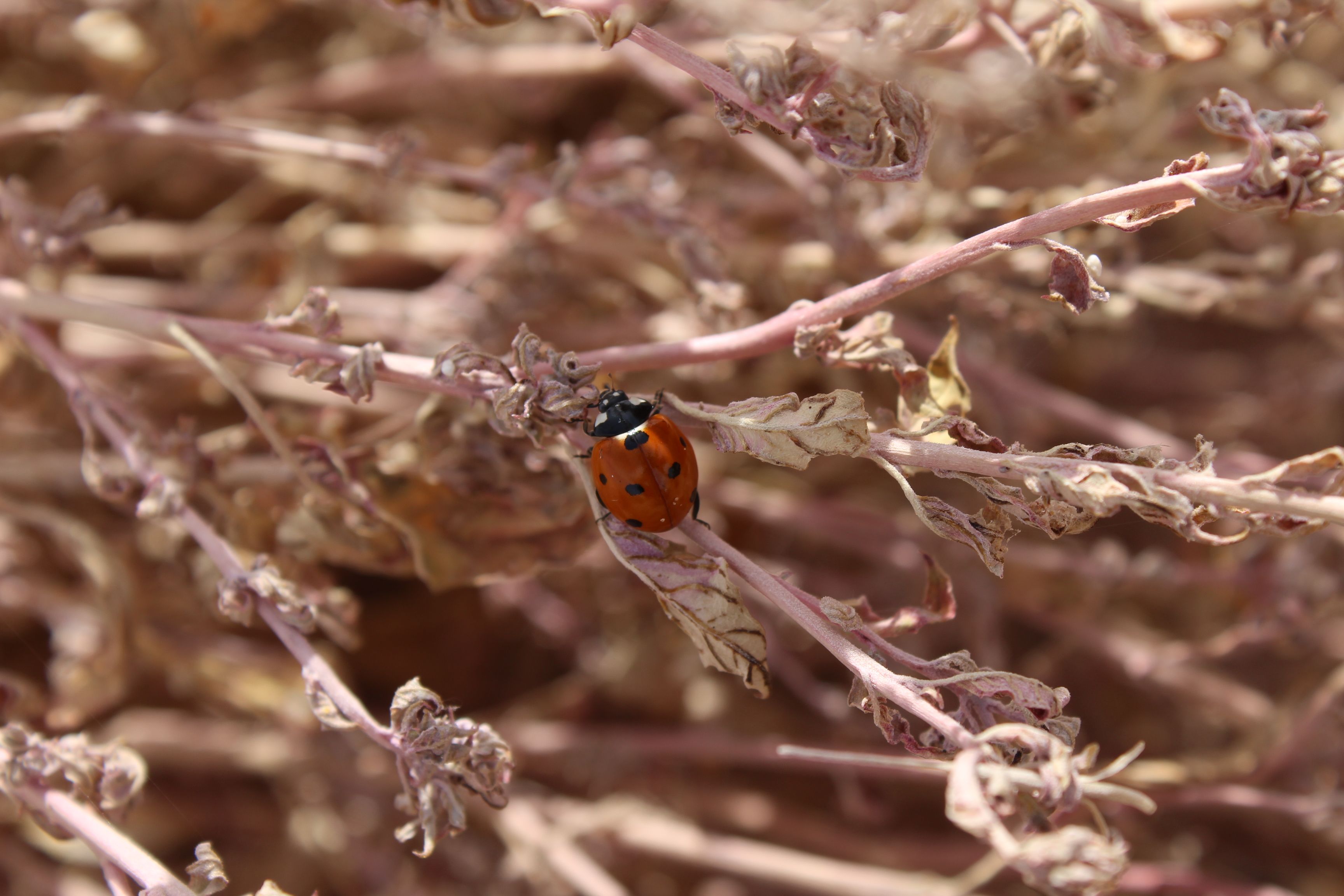 Ladybug on Dry Desert Plant in Mexicali · Free Stock Photo
