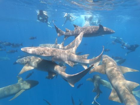 Exciting underwater scene featuring divers swimming among various sharks in clear blue waters.