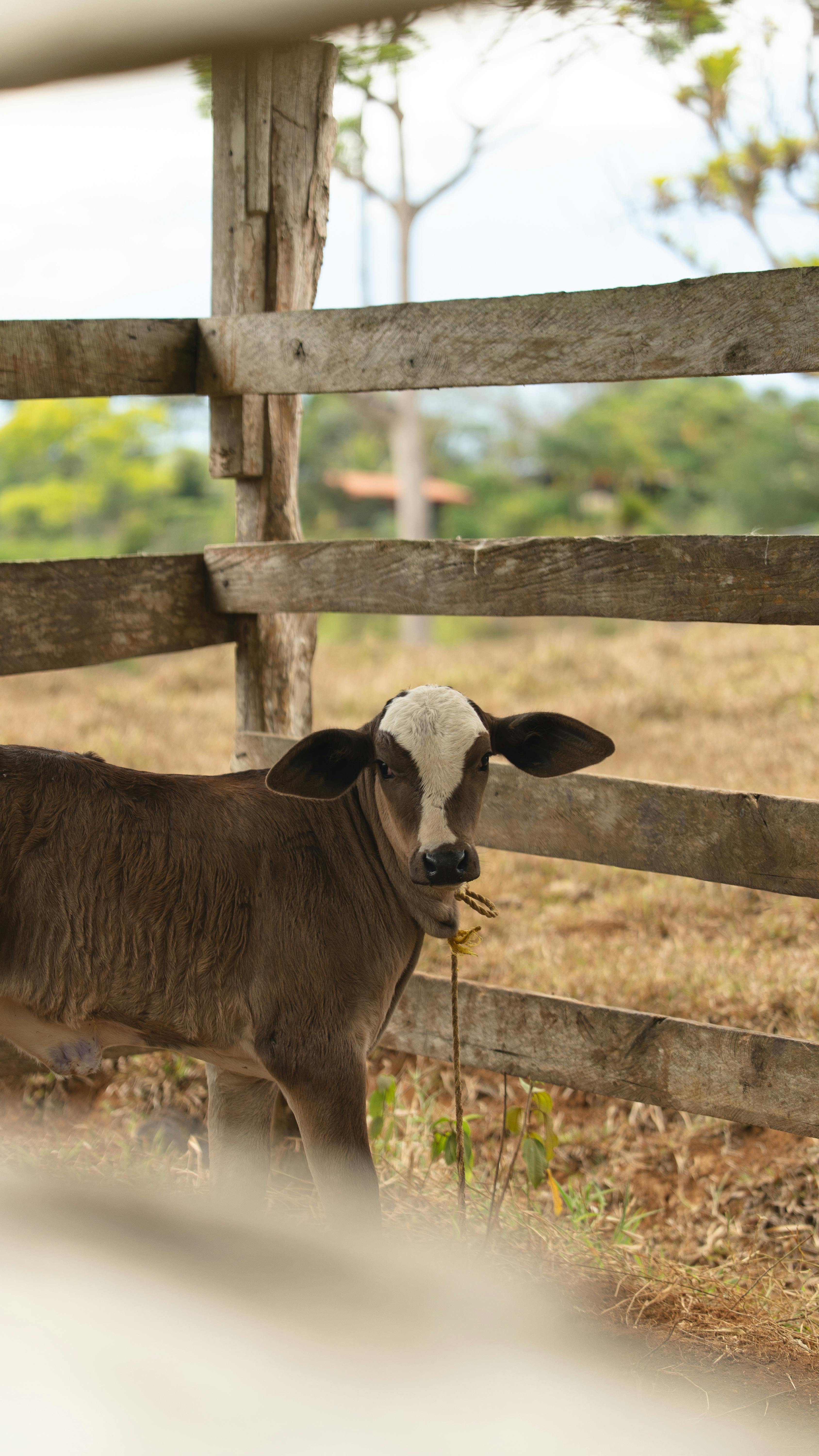 A Importância dos Fertilizantes na Agricultura