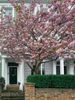 Cherry blossom tree in full bloom in front of a classic London townhouse during spring.