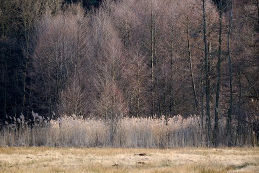 Natur