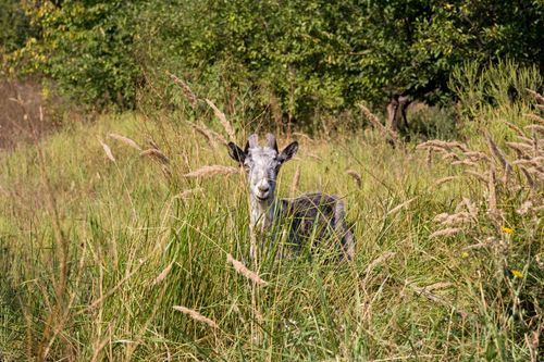 Free A goat peeks through tall grass in a lush, sunlit meadow during summer. Stock Photo