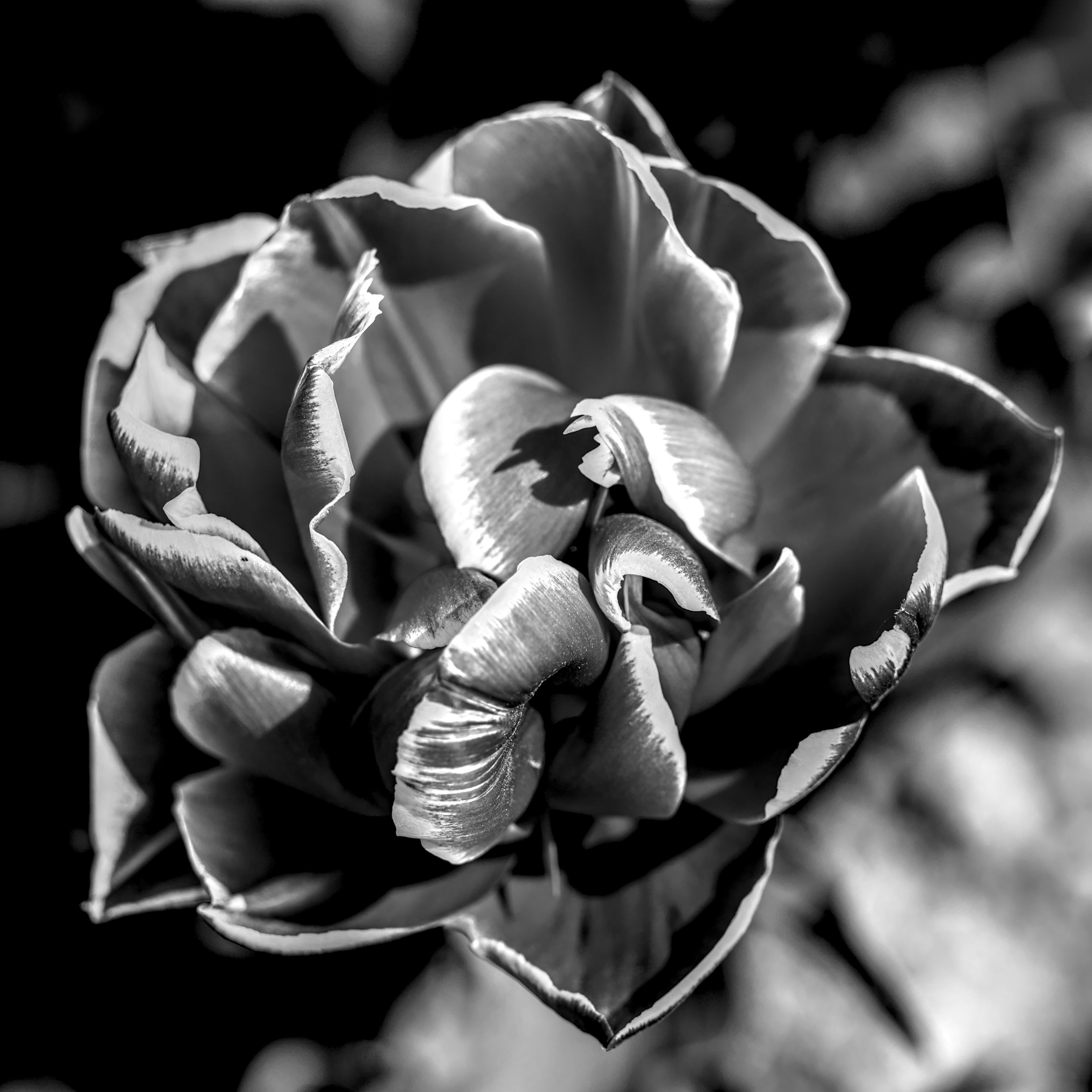 Artistic black and white close-up of a blooming rose with intricate details and soft lighting.