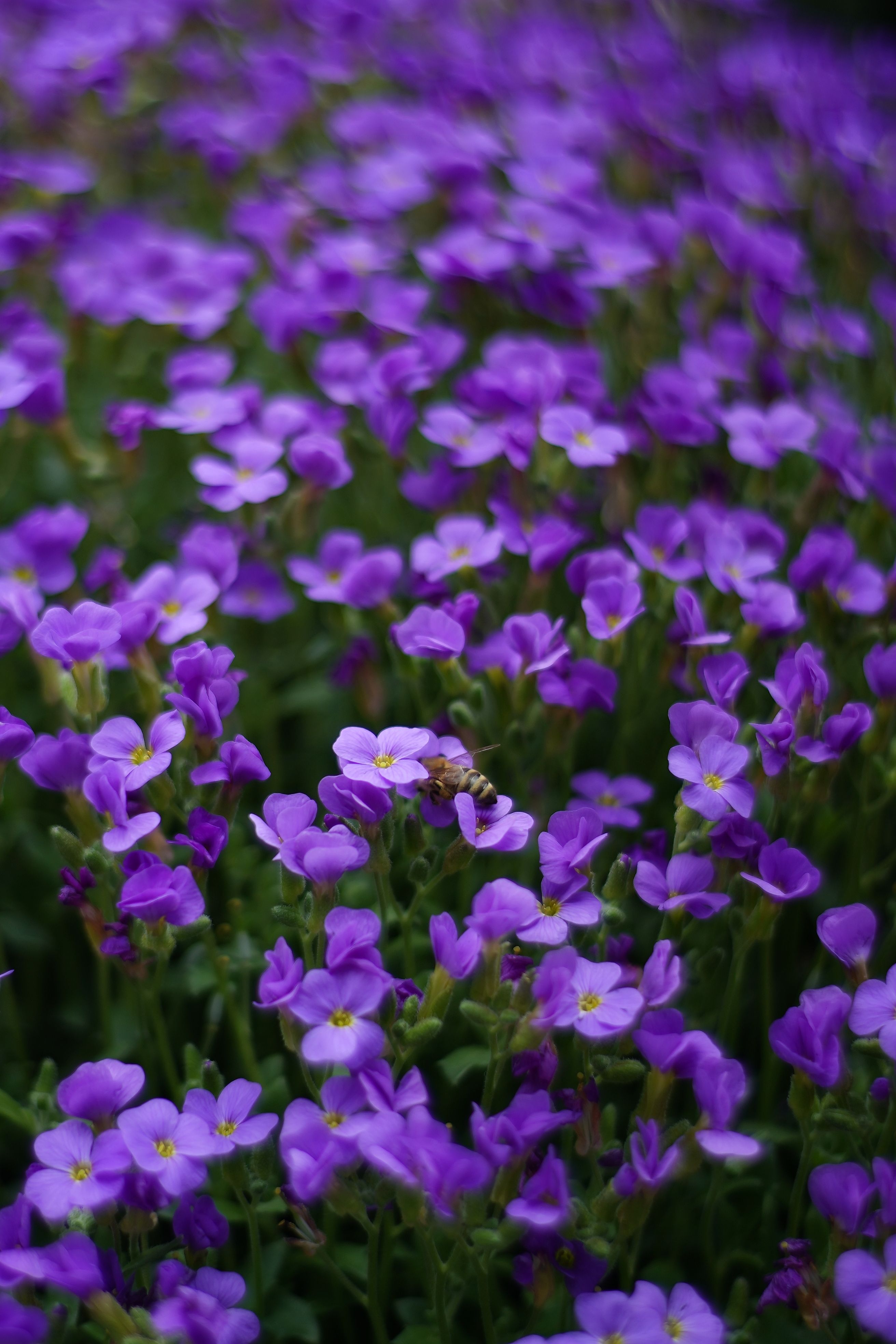 [ColoSach]-a-lush-field-of-purple-aubrieta-flowers-in-full-bloom,-showcasing-vivid-spring-colors.