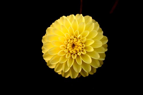 Foto profissional grátis de amarelo, dália, flor