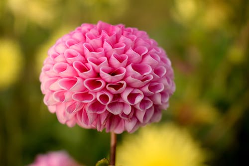 Pink Ball Dahlia Flower In Selective Focus Photography