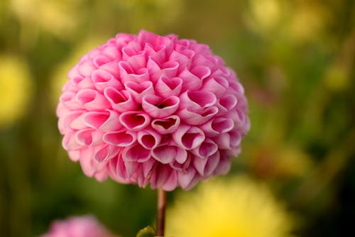 Bola Rosa Flor Da Dália Em Foco Seletivo Fotografia