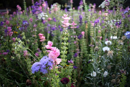 Gratis lagerfoto af blomster, blomsterhave, blomstermark