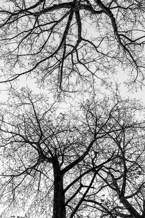 Free Black and white silhouette of tree branches in Bangladesh skies. Stock Photo