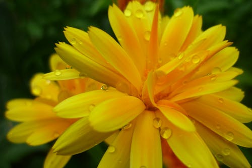 Foto profissional grátis de cravo-africano, flor amarela, gotas de orvalho