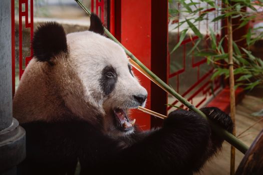 A giant panda chewing bamboo in a zoo exhibit in Vienna, Austria, showcasing nature's beauty.