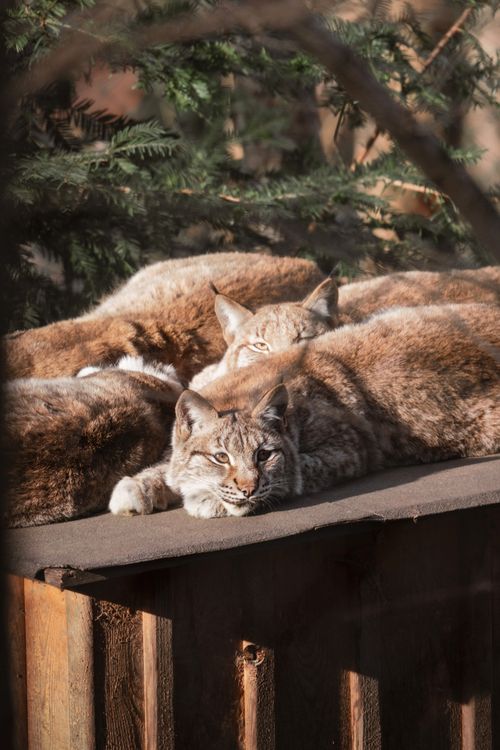 Free Lynx resting peacefully in the sunlight amidst a serene forest setting. Captured in Austria. Stock Photo