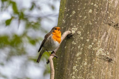 Free A vibrant European Robin singing while perched on a branch in a lush green forest. Stock Photo