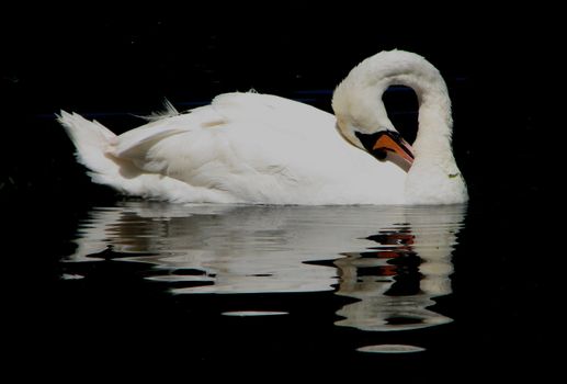 A graceful swan glides on calm water, creating a serene and captivating reflection.