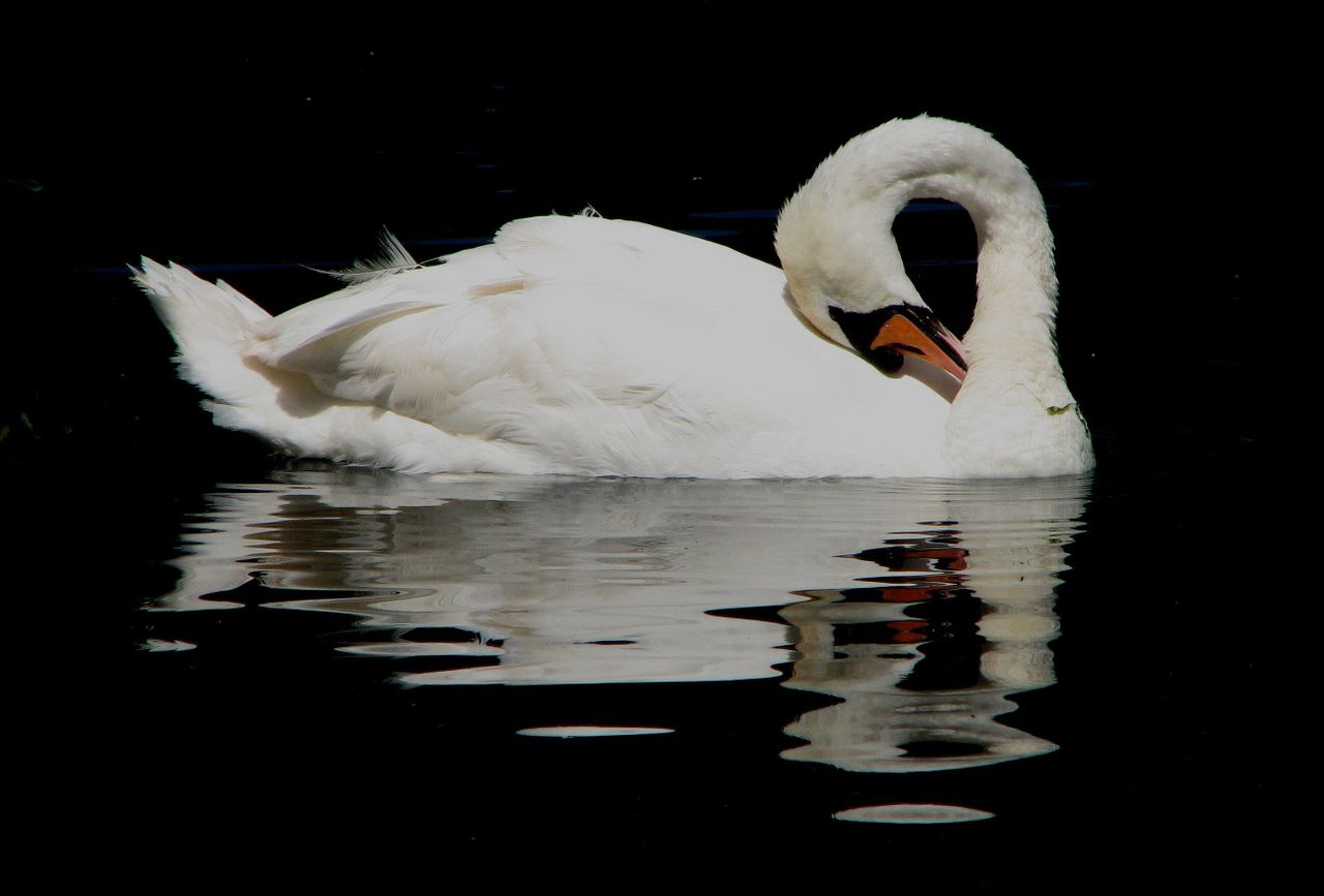 a graceful swan glides on calm water creating a serene and captivating