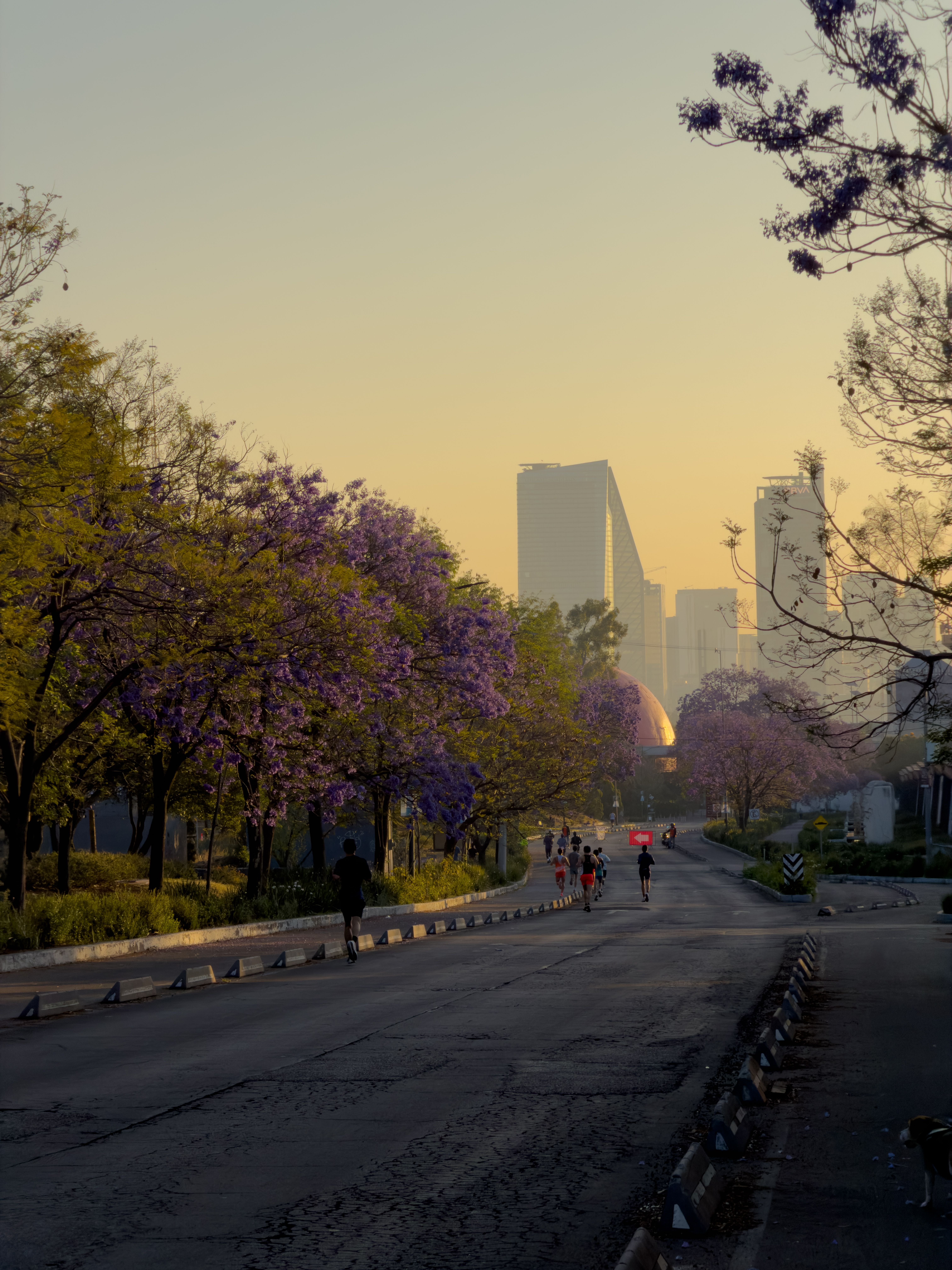 Vibrant jacaranda trees bloom along a quiet street in Mexico City during sunrise, with skyscrapers in the background.