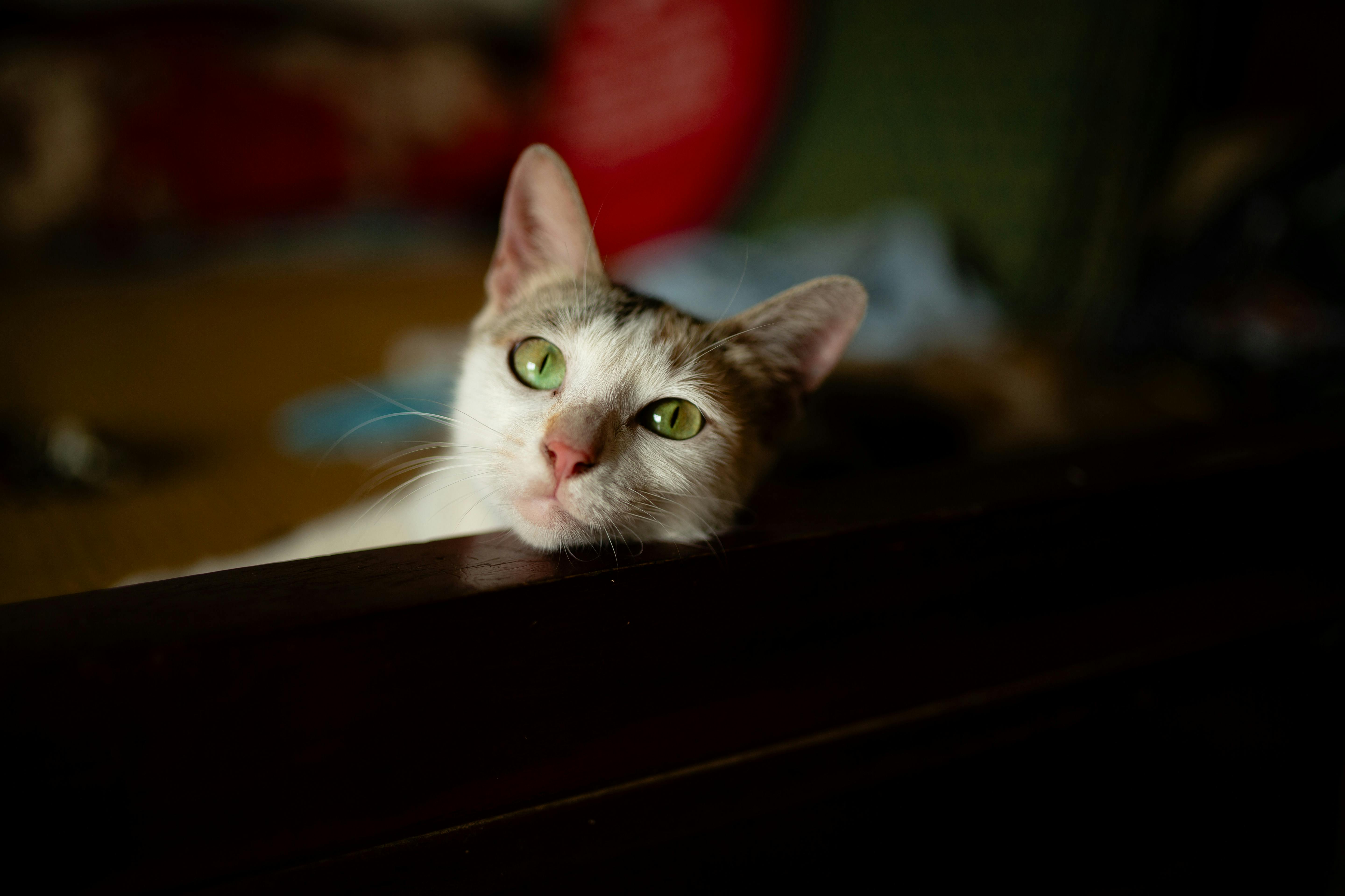 pet insurance, veterinary costs, pet health coverage, dog insurance, cat insurance, pet wellness — Photo by Hiếu Nguyễn on Pe