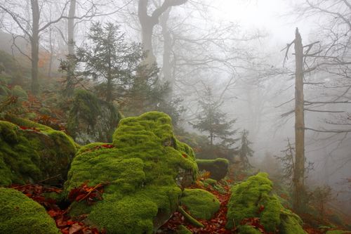 Free A serene autumn forest with moss-covered rocks and foggy atmosphere creating a moody landscape, showcasing nature's beauty. Stock Photo